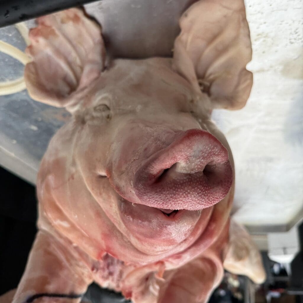 Whole Pig being prepped for the BBQ