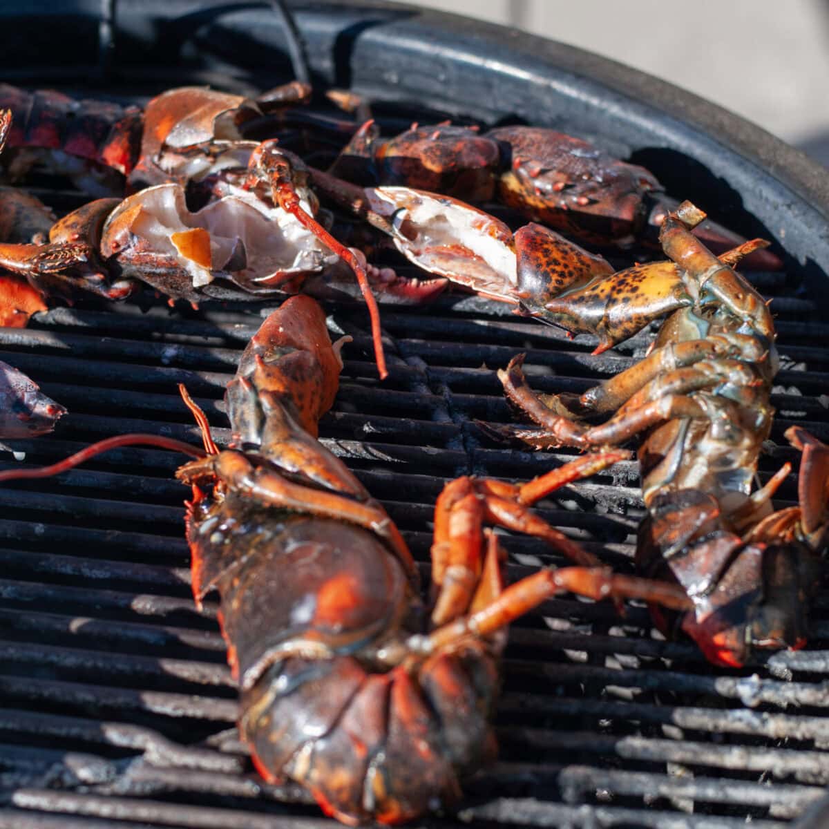 Grilled Maine Lobster